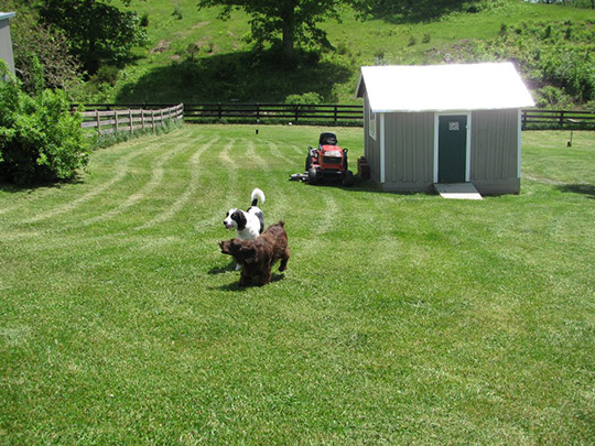 dogs running in the field